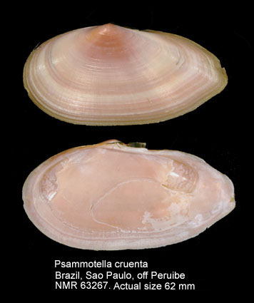 Psammotella cruenta.jpg - Psammotella cruenta(Lightfoot,1786)